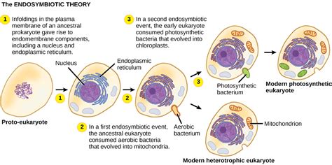 Biology 2e Biological Diversity Protists Eukaryotic Origins Opened Cuny