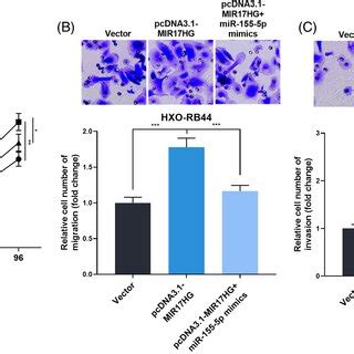 The Effects Of Mir P On Rb Cells A The Cell Models Of