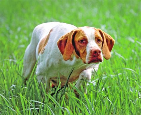 Französische Vorstehhunde Garde der Könige WILD UND HUND