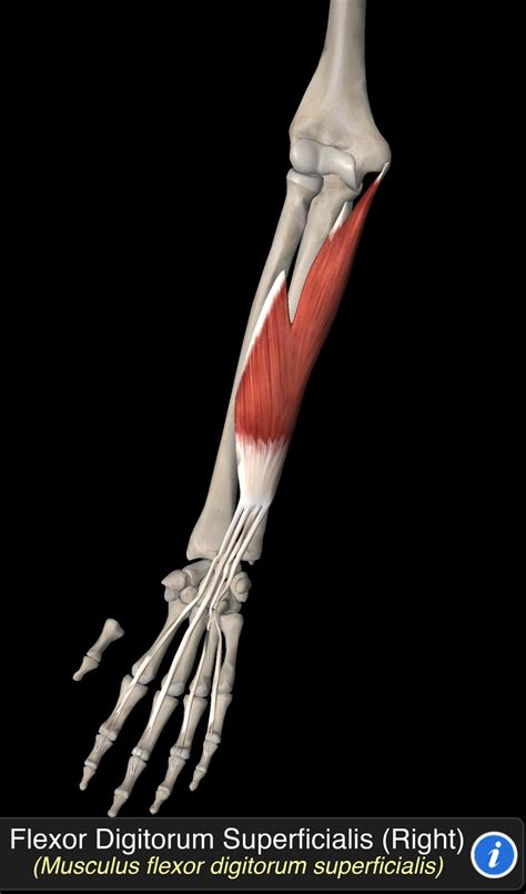 Understanding Transversospinales The Deep Intrinsic Muscles Of The Back