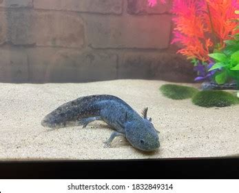 Black Baby Axolotl Aquarium Stock Photo 1832849314 | Shutterstock