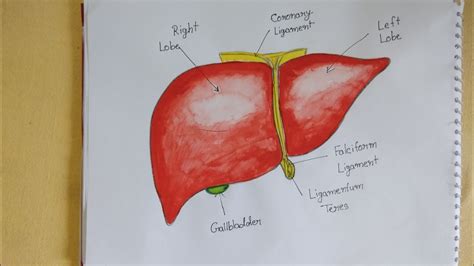 Nidaldrawing Easy Drawing Of Liver Liver Drawing Human Liver Drawing Internal Organs Of