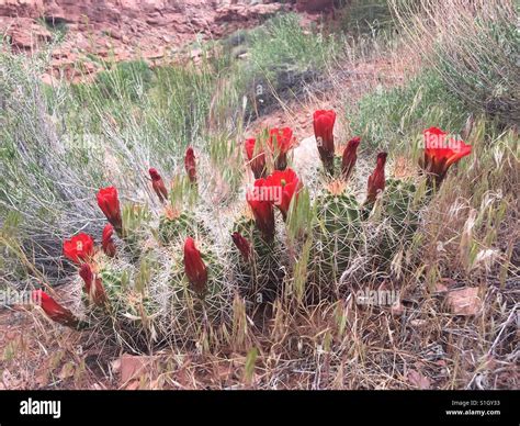 Desert cactus flowers Stock Photo - Alamy