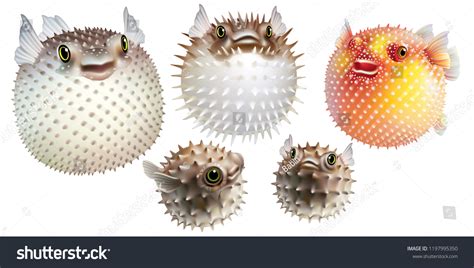 Puffer Fish Japan Images: Browse 953 Stock Photos & Vectors Free ...