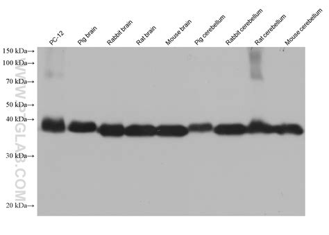 Synaptophysin antibody 67864 1 Ig Proteintech 武汉三鹰生物技术有限公司