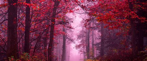 Enchanting Wallpaper 4K, Autumn Forest, Path, Mystical
