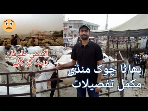 Bhatta Chowk Mandi I Mandi Latest Video Live Rates Youtube