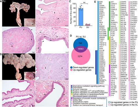 Frontiers The Immune Barrier Of Porcine Uterine Mucosa Differs