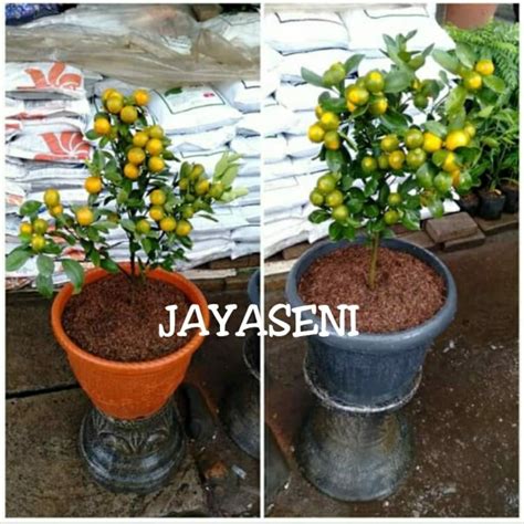 Jual Pohon jeruk songkit/kasturi - Jakarta Utara - JAYASENI | Tokopedia