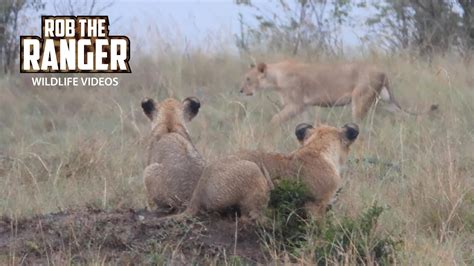 Wet Lions Maasai Mara Safari Zebra Plains Youtube