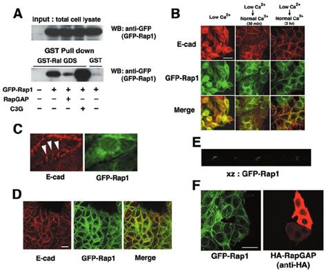 Recruitment Of Rap At Cell Cell Contact Sites A Characterization Of