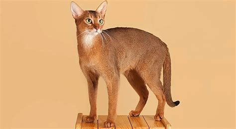 10 Most Exotic Cat Breeds Petmojo