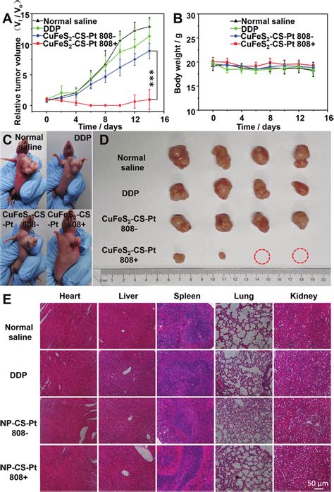 Tumor Growth Curve