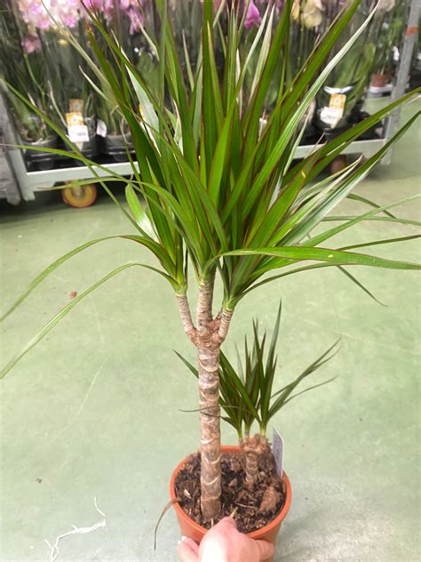 Dracena Marginata Cm Cena Opinie Ro Liny Doniczkowe