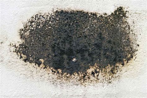 Black Mold Its Risks And How To Identify Treat And Remove It