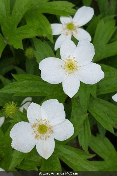 Anemone Canadensis Canadian Anemone Izel Native Plants