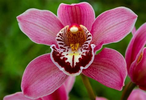 Phalaenopsis Orchid Blooming in a Greenhouse, Close-up Stock Image - Image of florescence ...