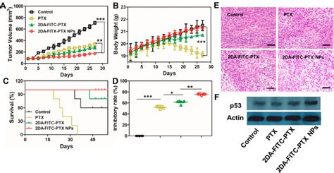 In Vivo Antitumor Evaluation A Mda Mb 231 Tumor Growth Curves B