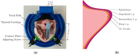 Applied Sciences Free Full Text Imaging The Vocal Folds A