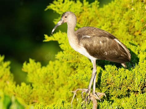 A Juvenile White Ibis Standing In Tree Stock Photo Image Of Ibis