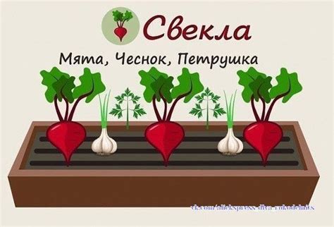 Новости Garden Plants, Garden Art, Small Farm, Felt Toys, Kitchen ...