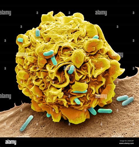 Macrophage Engulfing E Coli Bacteria Coloured Composition Scanning