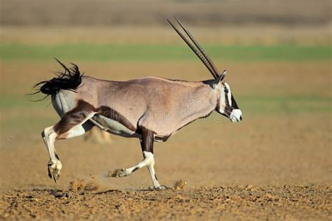 Running Gemsbok Antelope Stock Photo Image Of Mammal 30269236