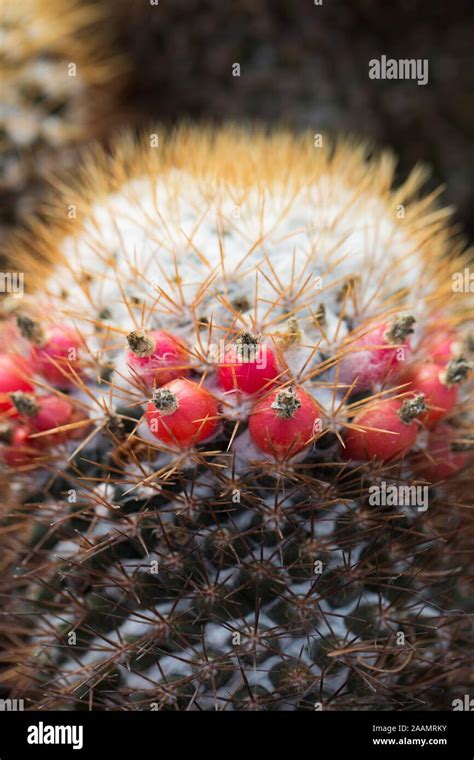 Mammillaria Nivosa Cactus Plant Stock Photo Alamy