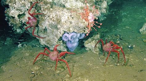 Deep-sea octopus nursery discovered off B.C. coast - North Shore News