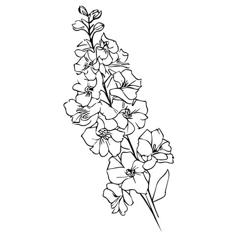 Premium Vector Isolated Larkspur Flower Pencil Delphinium Drawing