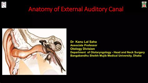 Anatomy Of External Auditory Canal Ppt