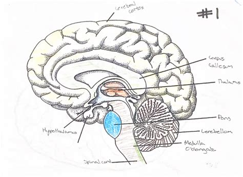 Parts of brain Diagram | Quizlet