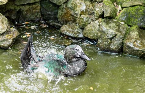 Black Cayuga Duck Showing Colorful Iridescence on Feathers. Stock Image ...