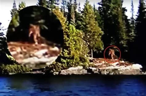 Cryptozoology Video Bigfoot Walking Along The Shore Caught On Video