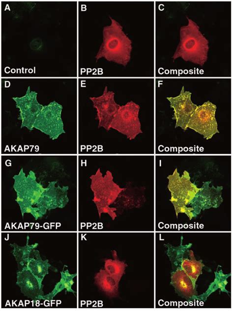 Akap79 Influences The Subcellular Location Of Pp2b In Cos7 Cells Cos7