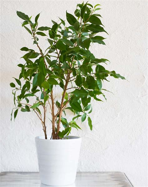 20 Best Air Purifying House Plants for Your Home - PureWow