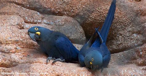 Brazil's Green Energy Ambitions Clash with Endangered Macaw Habitat ...