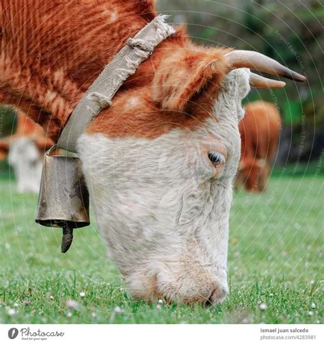 Cow With Cowbell