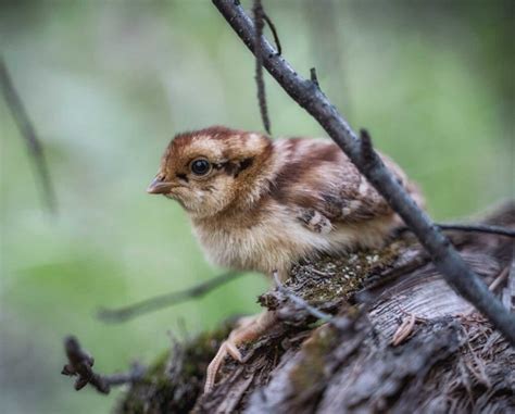 The Science Of Bobwhite Quail Nesting Dates Laptrinhx News