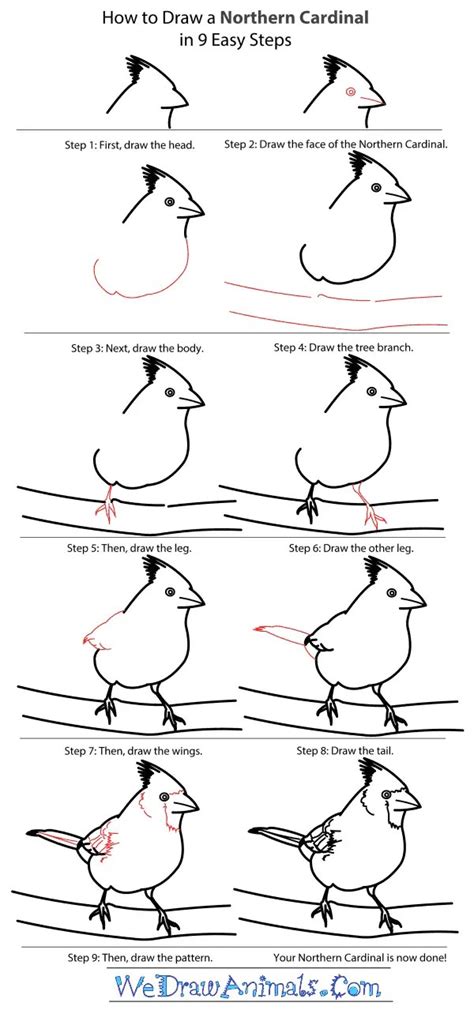 How To Draw A Cardinal Step By Step Np