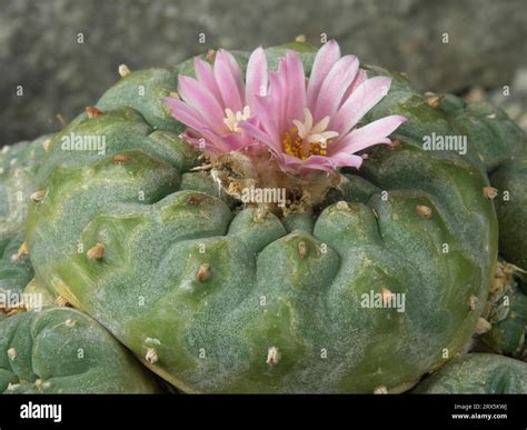 Narcotic cactus hi-res stock photography and images - Alamy
