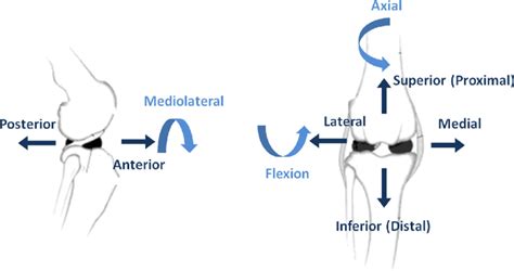 The Six Deg Of Knee Motion Freedom Direction Of Forces And Moment For