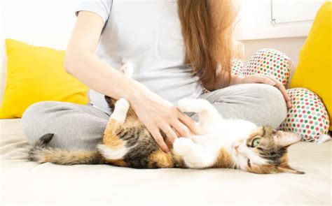 Toxoplasmosis in Cats: Causes, Symptoms, & Treatment - Cats.com