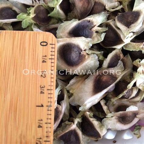 Moringa seeds (Heirloom) | Organic Hawaii