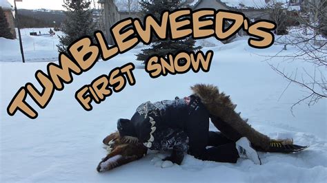 Tumbleweeds First Snow Youtube