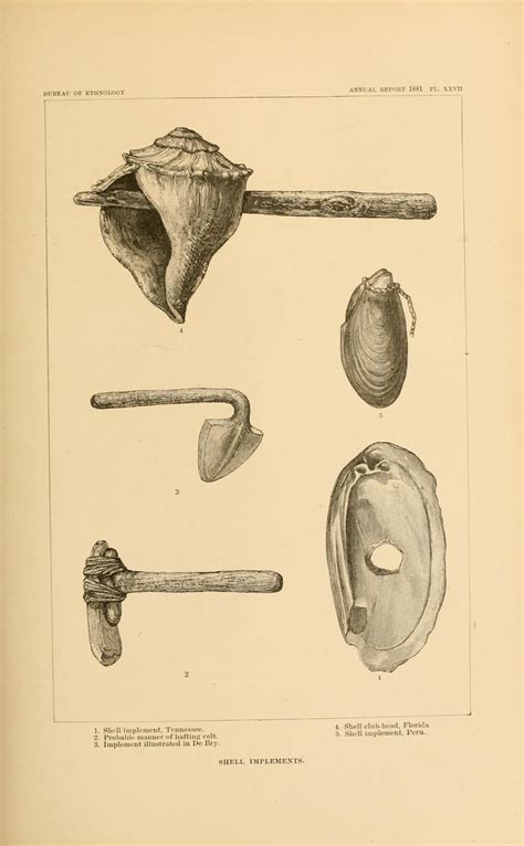 Truthfreedom Shell Culture Of Ancient North America Illustrations