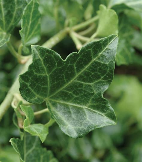 Hedera Helix Baltica English Ivy From Prides Corner Farms