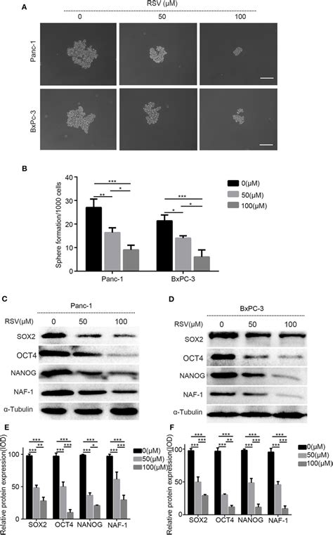 The Effects Of Resveratrol On The Stem Cell Characteristics Of