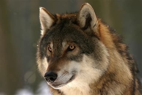 Wolf Face Image Free Stock Photo Public Domain Photo Cc0 Images