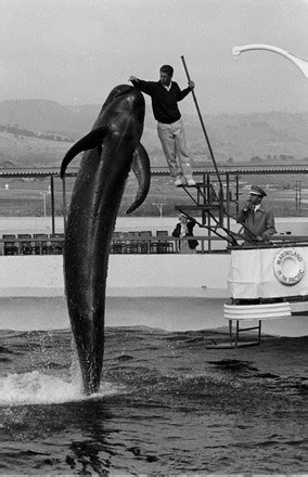 44 Marineland of the pacific Stock Pictures, Editorial Images and Stock ...